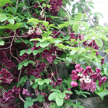 Des images de diff�rentes plantes